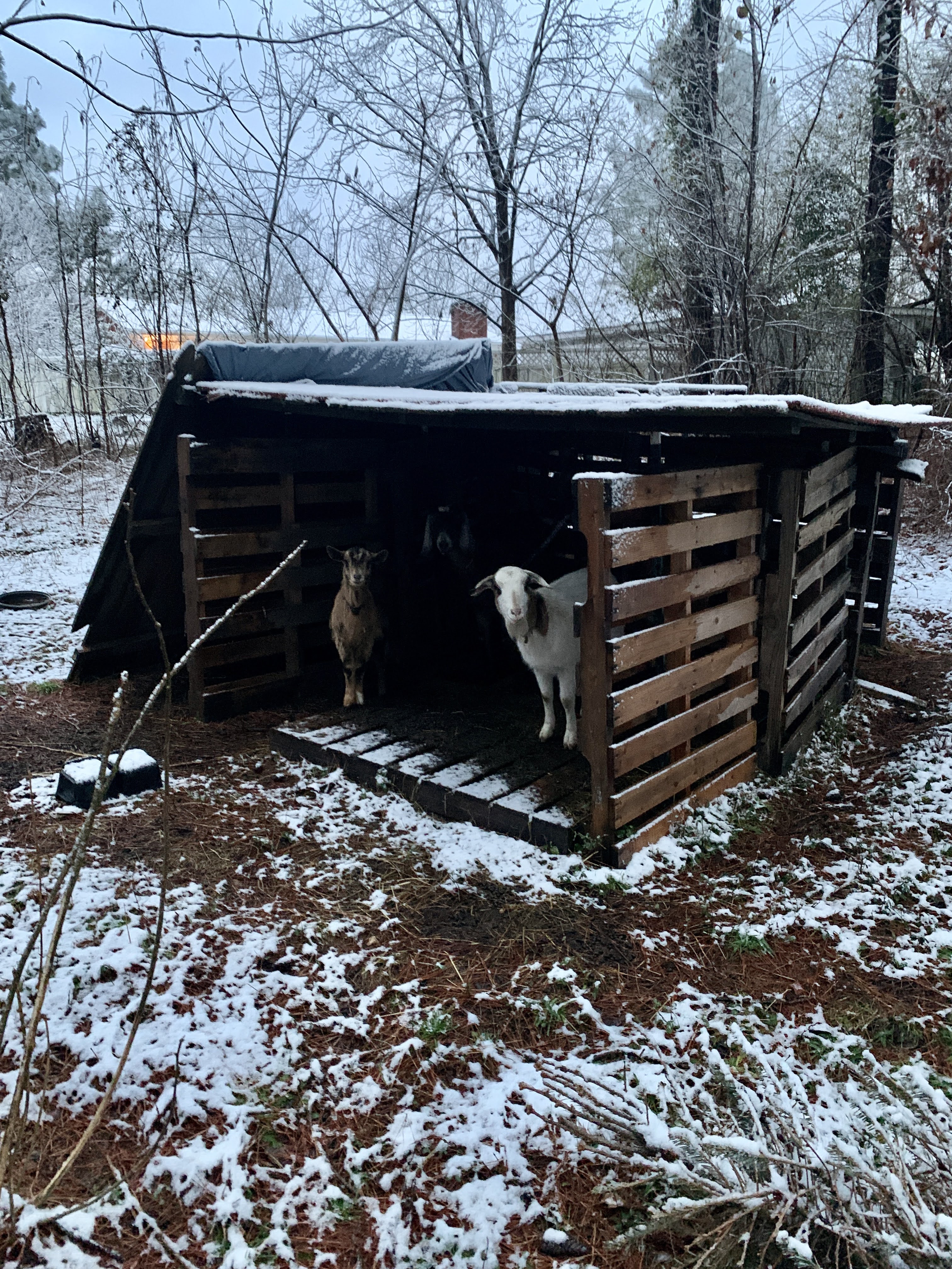 Snow Day